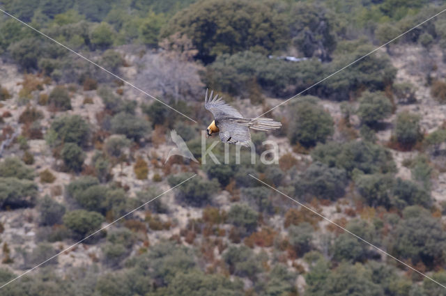 Lammergier (Gypaetus barbatus)