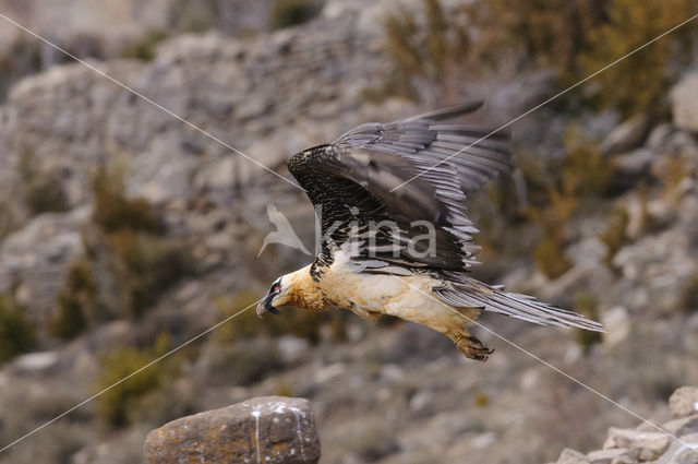 Lammergier (Gypaetus barbatus)