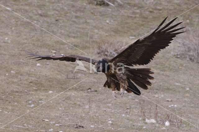 Lammergier (Gypaetus barbatus)