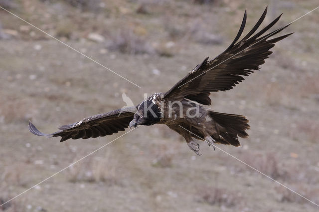 Lammergier (Gypaetus barbatus)