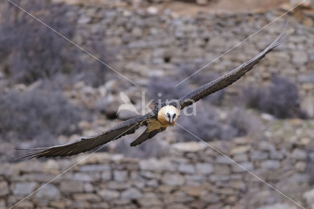 Lammergier (Gypaetus barbatus)