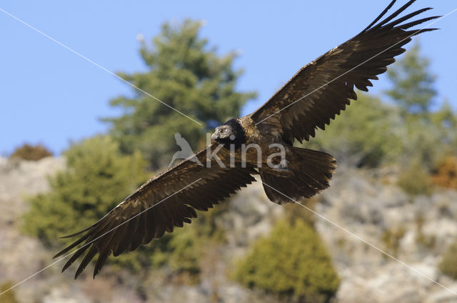 Lammergier (Gypaetus barbatus)