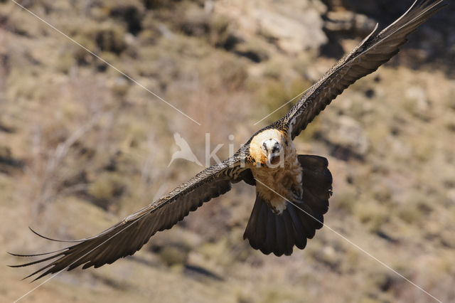 Lammergier (Gypaetus barbatus)