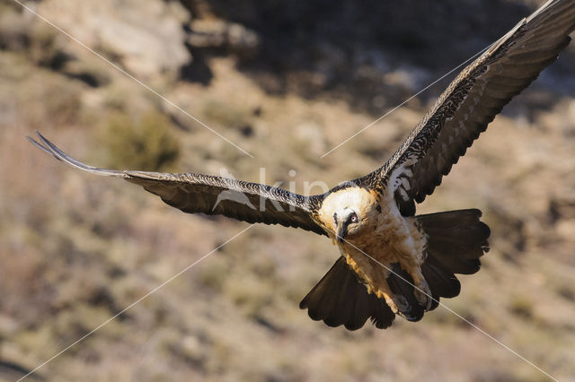 Lammergier (Gypaetus barbatus)