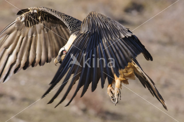 Lammergier (Gypaetus barbatus)