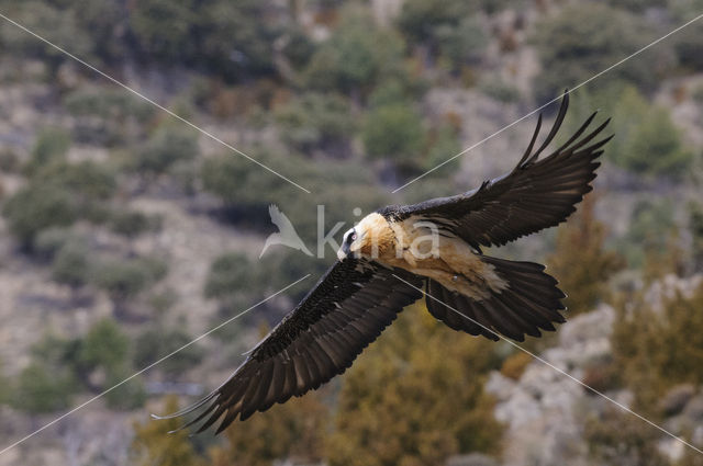 Lammergier (Gypaetus barbatus)