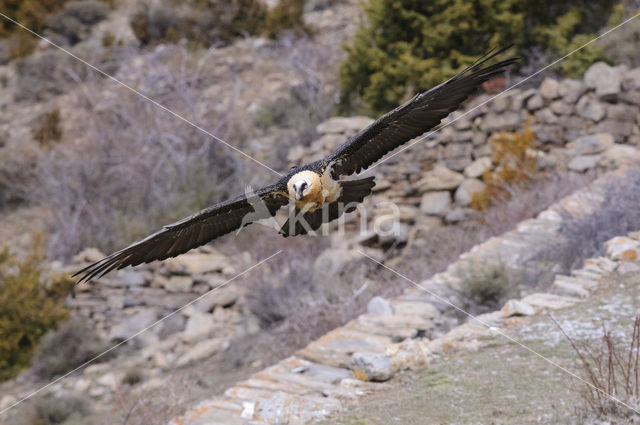 Lammergier (Gypaetus barbatus)