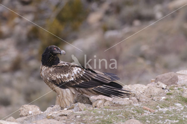 Lammergier (Gypaetus barbatus)