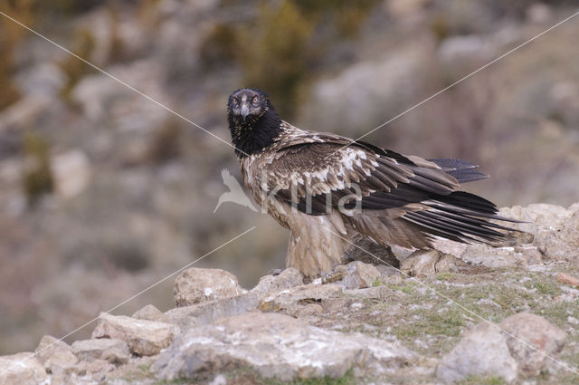 Lammergier (Gypaetus barbatus)