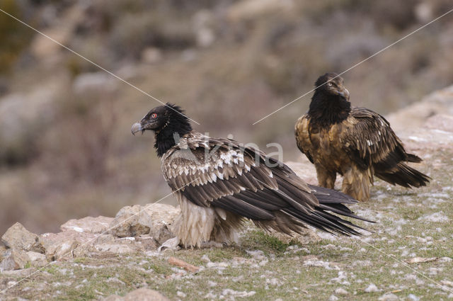 Lammergier (Gypaetus barbatus)