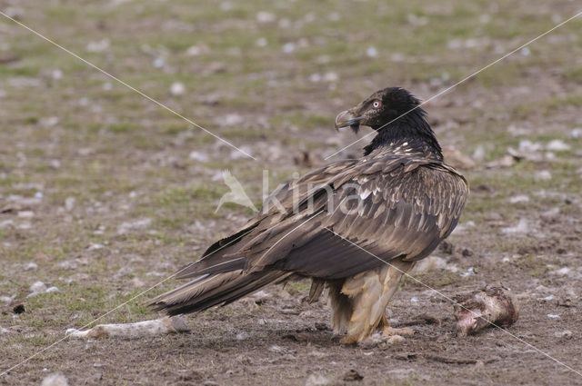 Lammergier (Gypaetus barbatus)