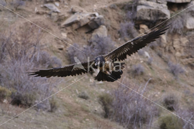 Lammergier (Gypaetus barbatus)