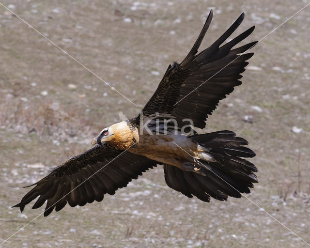 Lammergier (Gypaetus barbatus)