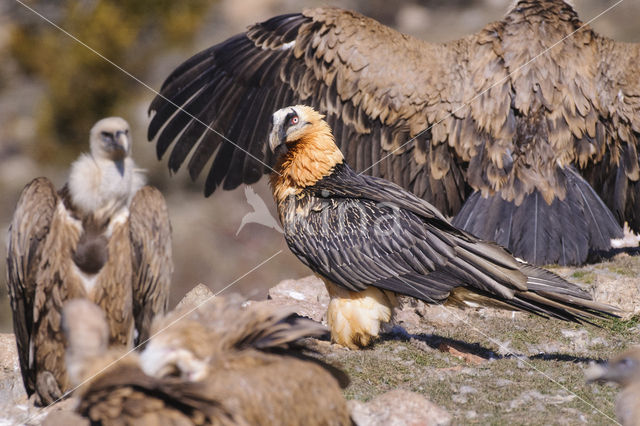 Lammergier (Gypaetus barbatus)