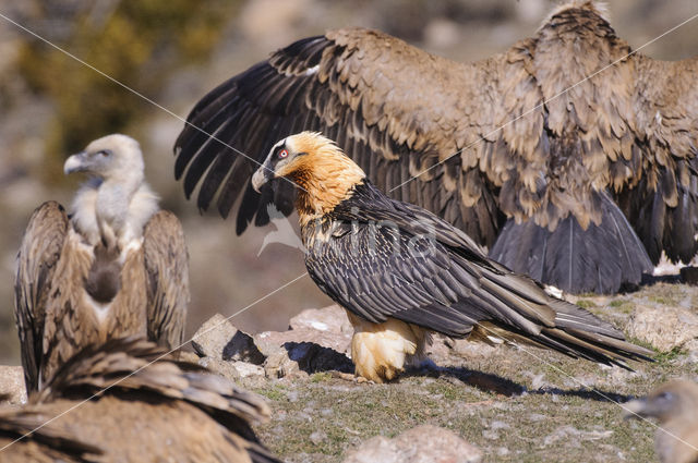 Lammergier (Gypaetus barbatus)