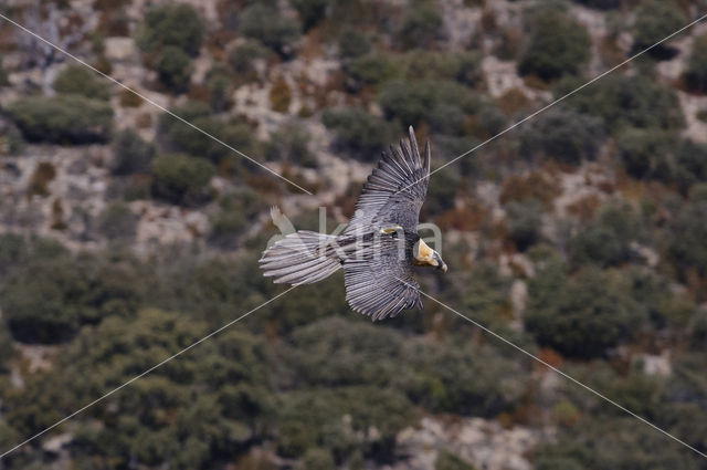 Lammergier (Gypaetus barbatus)