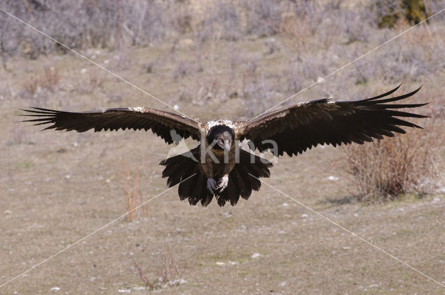 Lammergier (Gypaetus barbatus)