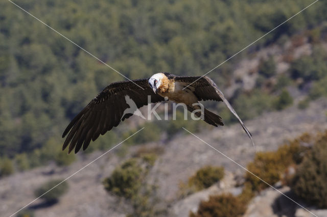 Lammergier (Gypaetus barbatus)