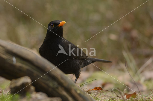 Merel (Turdus merula)