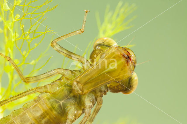 Paardenbijter (Aeshna mixta)