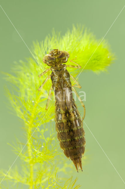 Paardenbijter (Aeshna mixta)