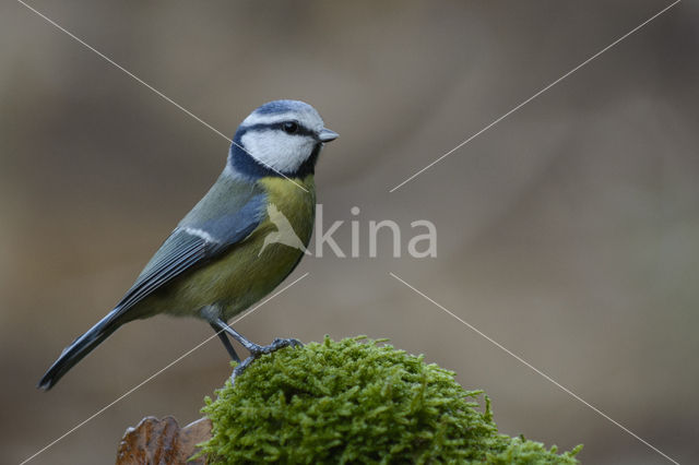 Pimpelmees (Parus caeruleus)