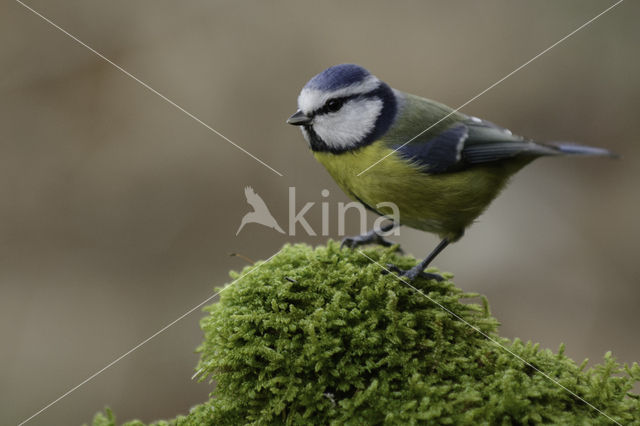 Pimpelmees (Parus caeruleus)