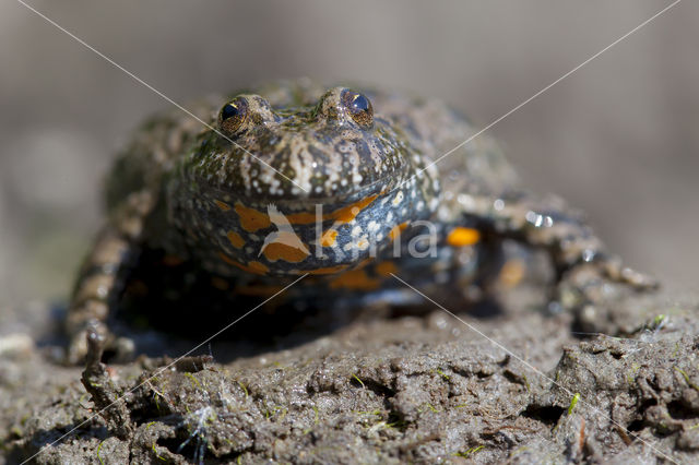 Roodbuikvuurpad (Bombina bombina)