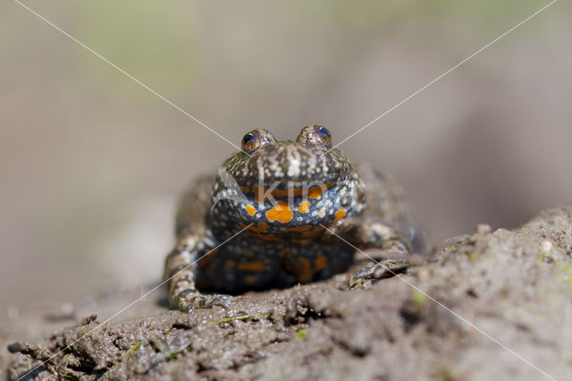 Roodbuikvuurpad (Bombina bombina)