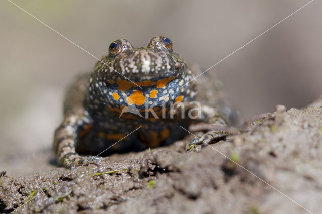 Roodbuikvuurpad (Bombina bombina)