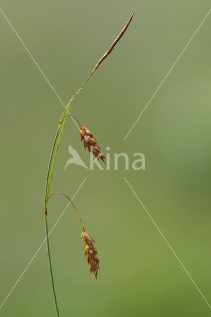 Slijkzegge (Carex limosa)