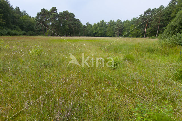 Slijkzegge (Carex limosa)