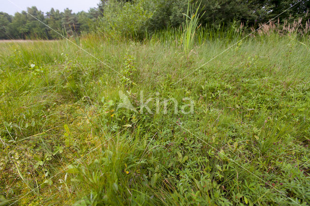 Slijkzegge (Carex limosa)