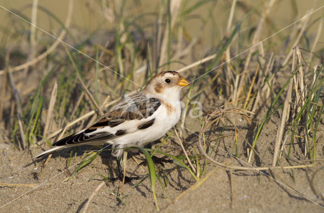 Sneeuwgors (Plectrophenax nivalis)