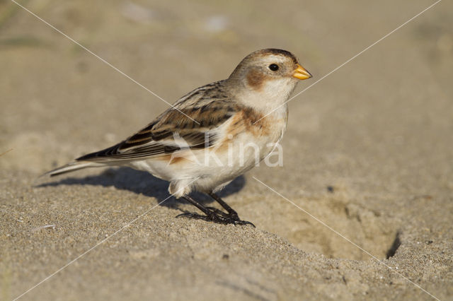 Sneeuwgors (Plectrophenax nivalis)