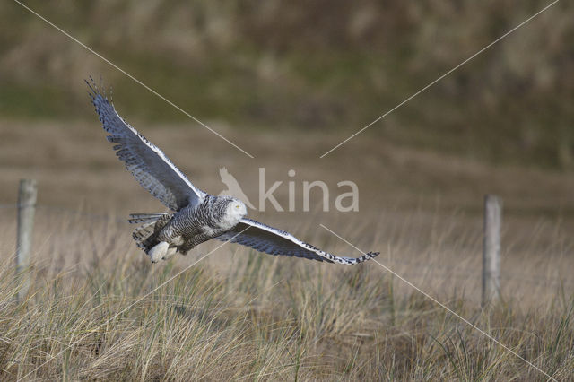 Sneeuwuil (Bubo scandiacus)