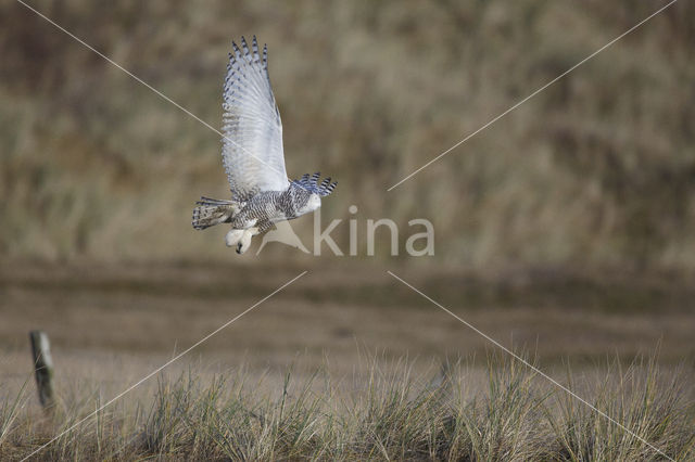 Sneeuwuil (Bubo scandiacus)