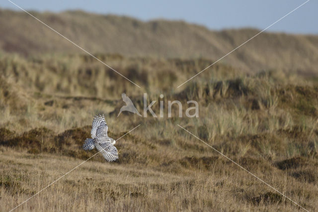 Snowy Owl (Bubo scandiacus)