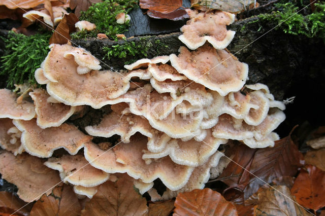 Jelly Rot (Merulius tremellosus)