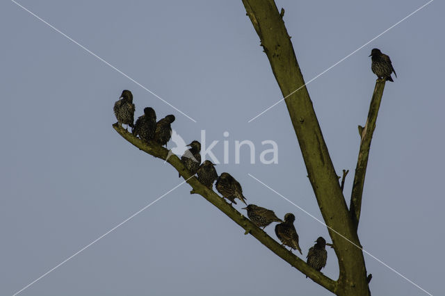 Spreeuw (Sturnus vulgaris)