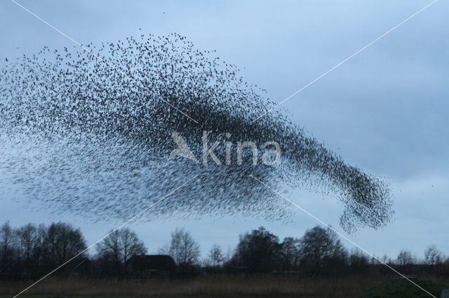 Spreeuw (Sturnus vulgaris)