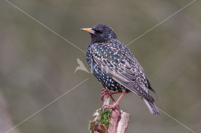 Spreeuw (Sturnus vulgaris)