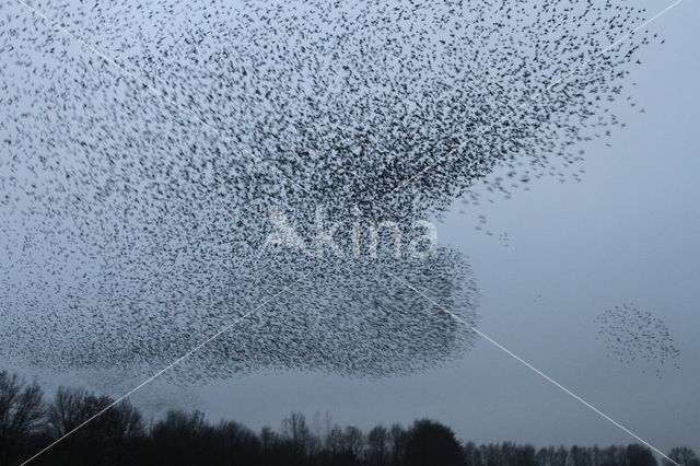 Spreeuw (Sturnus vulgaris)