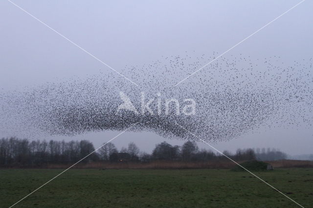 Spreeuw (Sturnus vulgaris)