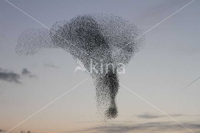 Spreeuw (Sturnus vulgaris)