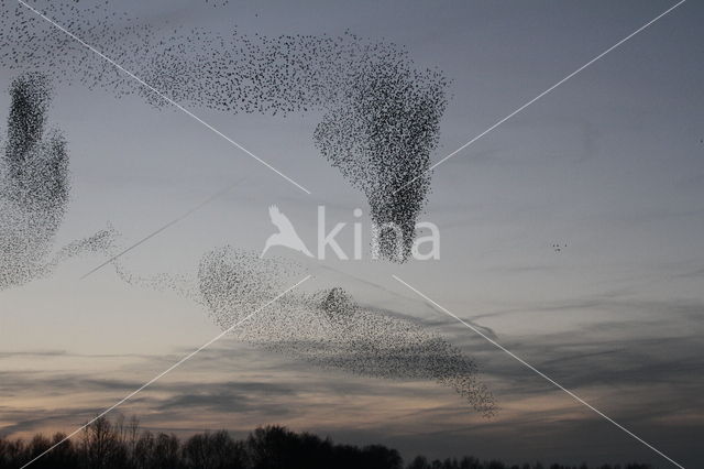 Spreeuw (Sturnus vulgaris)