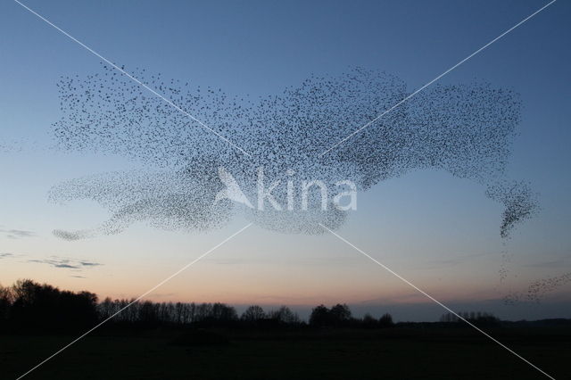 Spreeuw (Sturnus vulgaris)