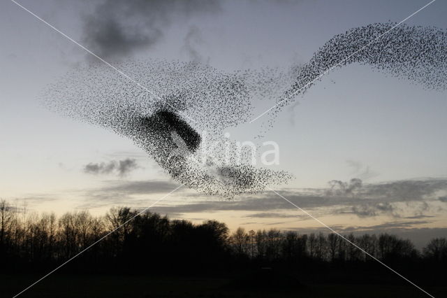 Spreeuw (Sturnus vulgaris)