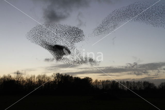 Spreeuw (Sturnus vulgaris)