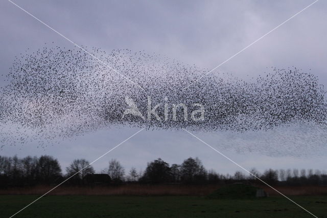 Spreeuw (Sturnus vulgaris)